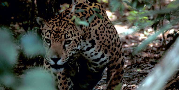 Environmental Group Petitions Feds to Release Jaguars in Arizona and New Mexico