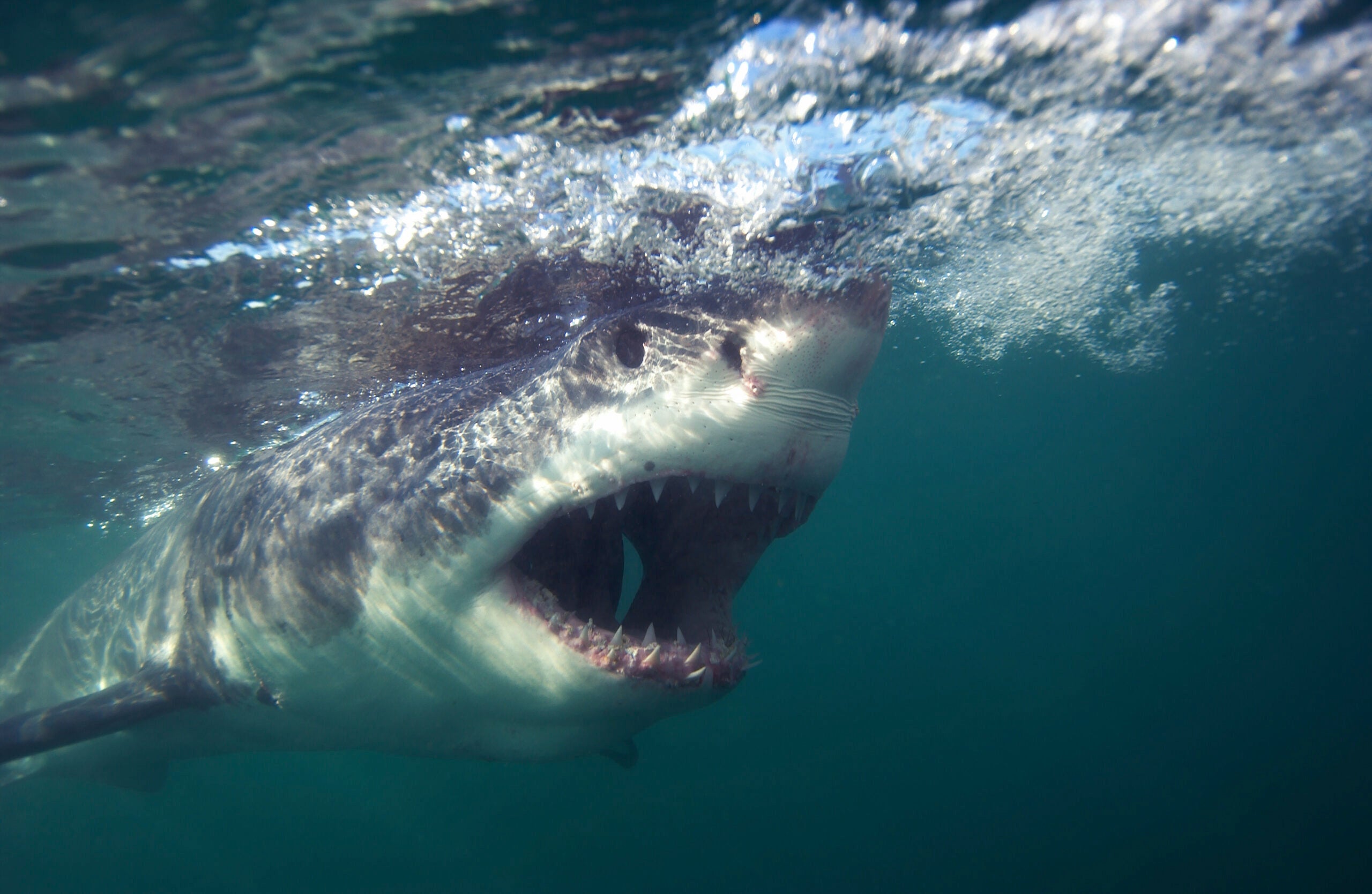 Shark attacks: How safe are you in the water?