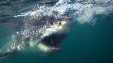 Great White Shark Bites the Head Off of a Diver in Extremely Rare Type of Fatal Shark Attack