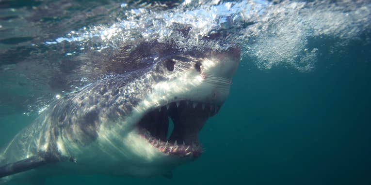 Great White Shark Bites the Head Off of a Diver in Extremely Rare Type of Fatal Shark Attack