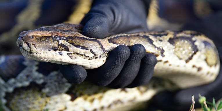 Florida Researchers Tracked Down and Killed a Giant Burmese Python After it Ate a Collared Possum