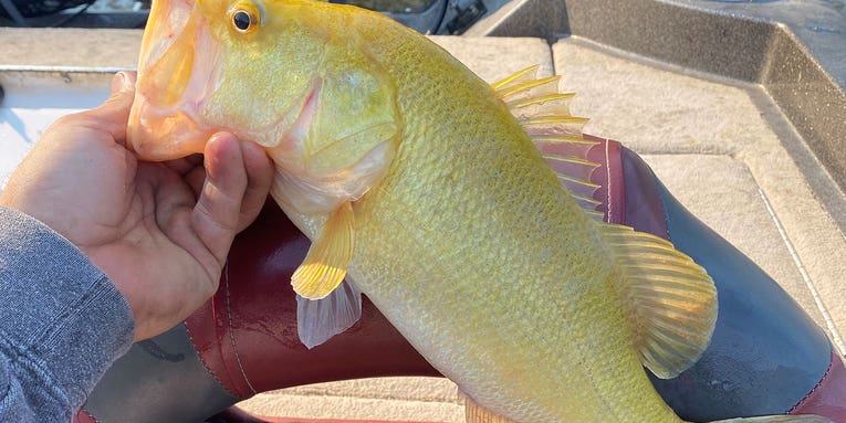 Virginia Fisherman Catches “Extremely Rare” Golden Largemouth Bass