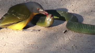 Watch a Small Bird Brutally Peck the Eyes Out of a Snake