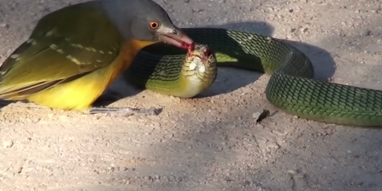 Watch a Small Bird Brutally Peck the Eyes Out of a Snake