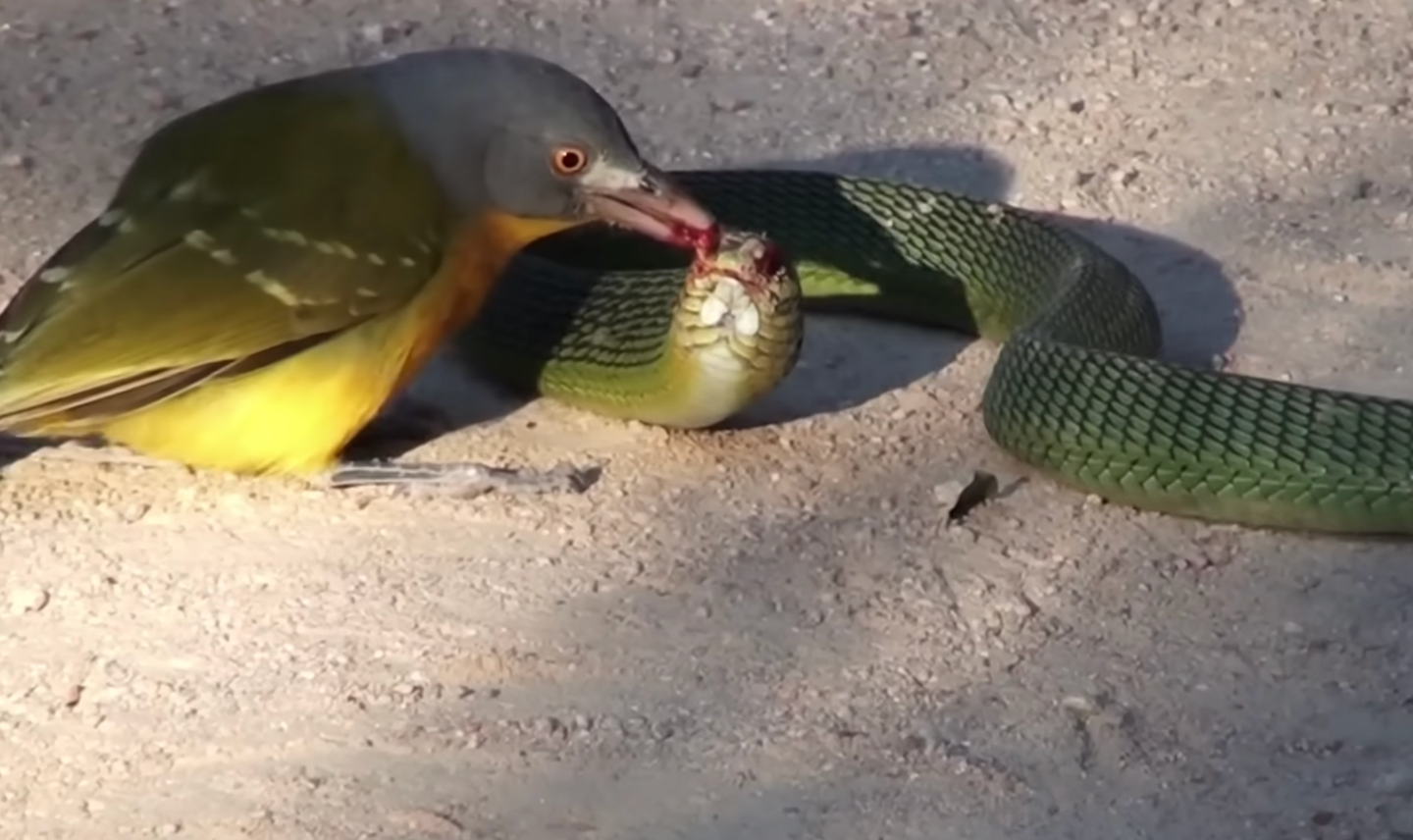 bird pecks eyes of snake