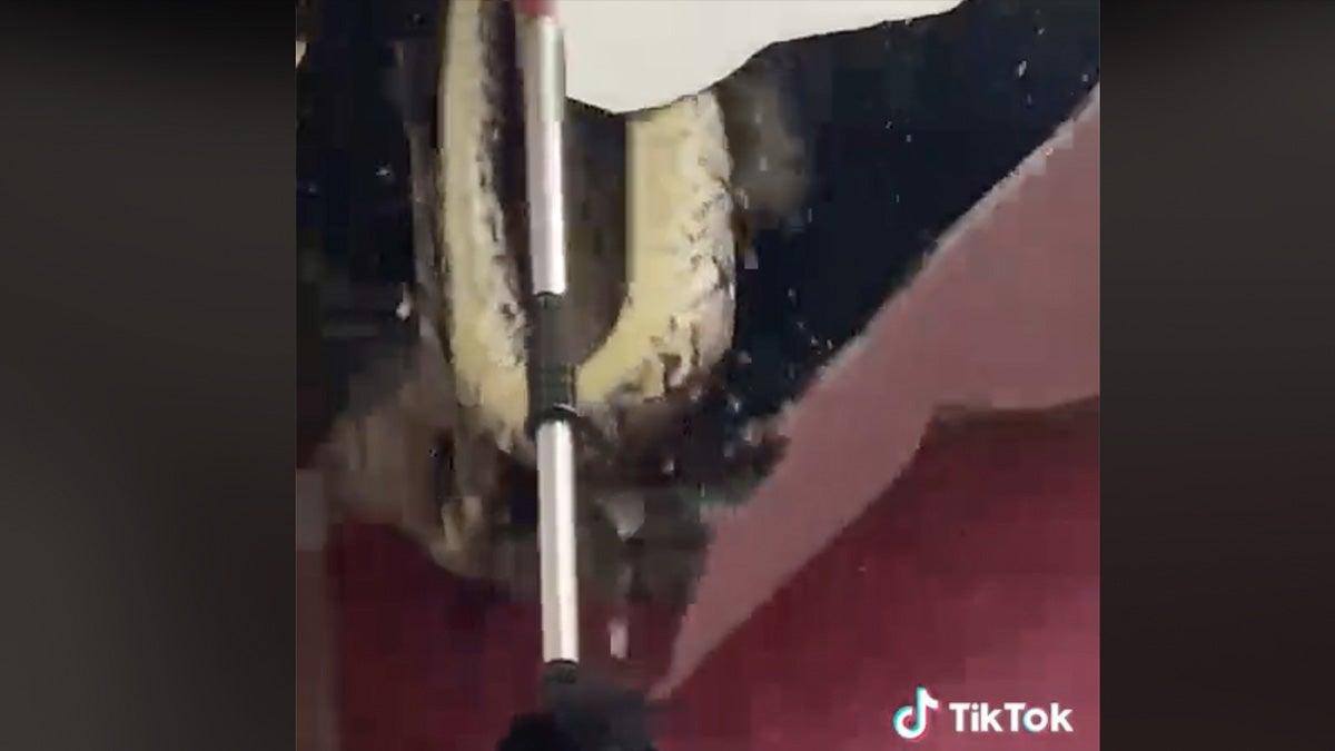 reticulated pythons fall through ceiling