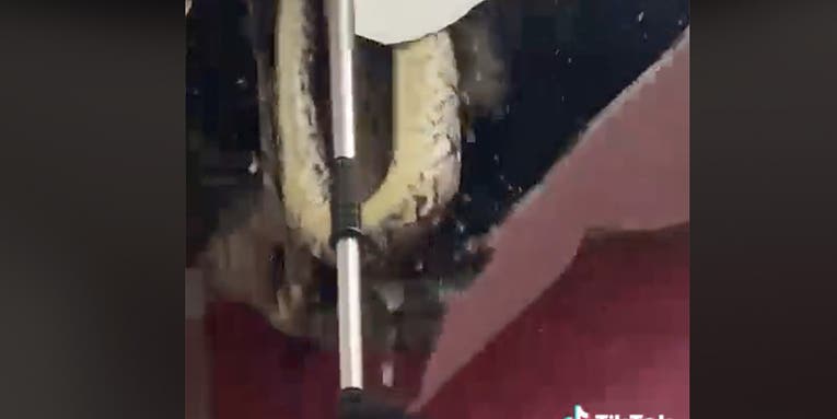 Writhing Mass of Mating Pythons Crash Through Ceiling in Recent Video