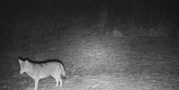 Wyoming Moves to Legalize Night Vision and Thermal Scopes for Predator Hunting on Public Land
