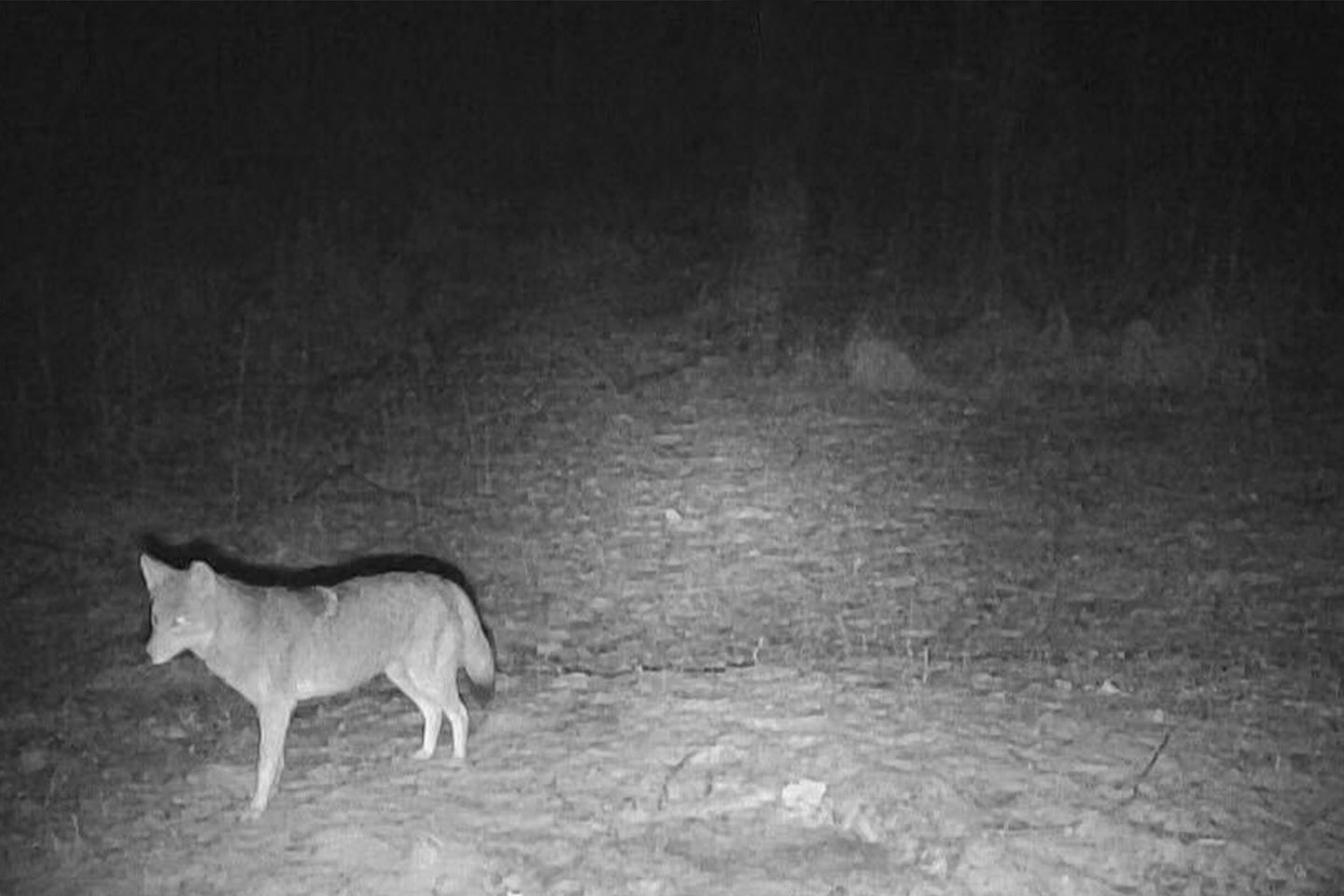 night hunting coyotes