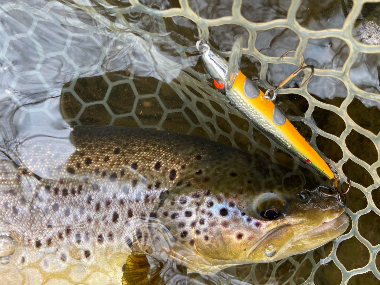 brown trout caught on a suspending jerkbait