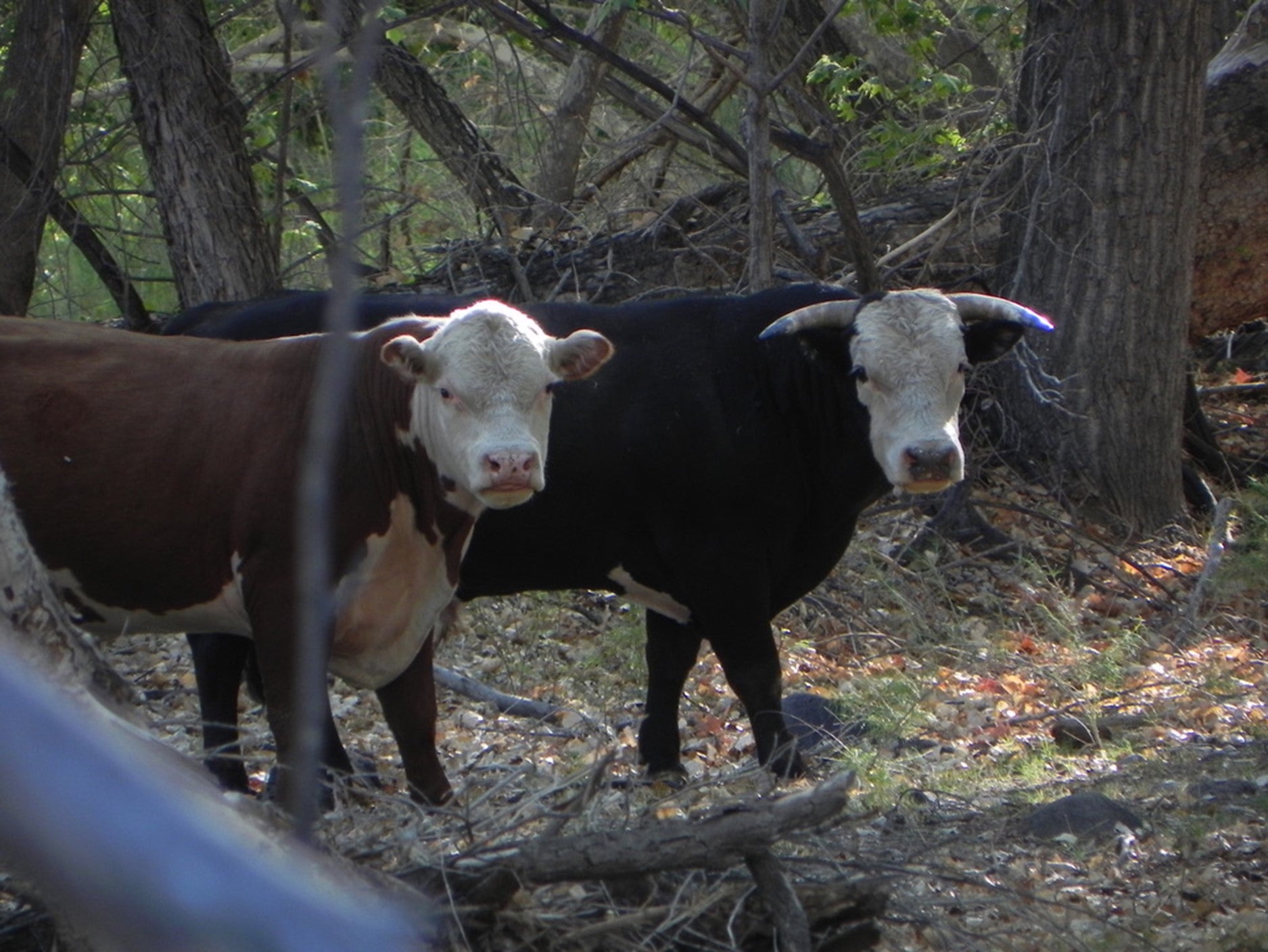 Feds to Shoot 150 Feral Cattle from Helicopter in NM Field and Stream