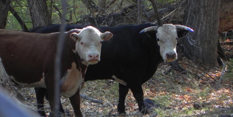 Feds to Shoot 150 Feral Cows from a Helicopter in New Mexico Wilderness Area