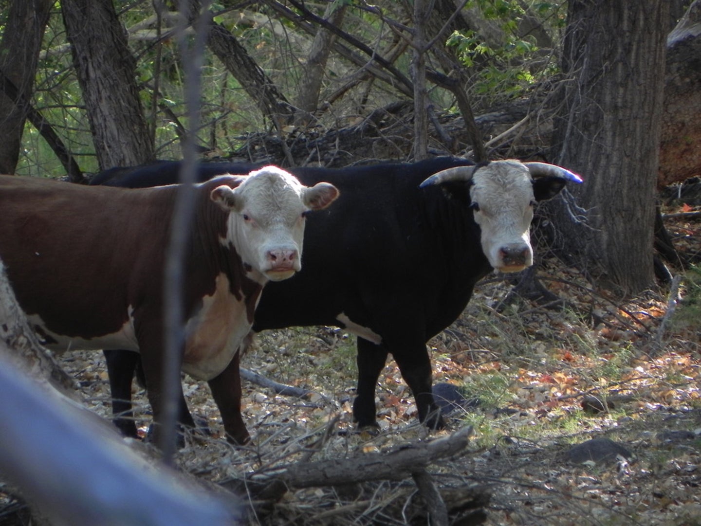 Cows along Bonita Creek on the Johnny Creek Allotment