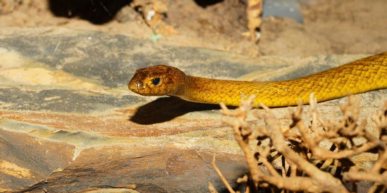 New Study Says Snakes Can Hear You—If You Scream