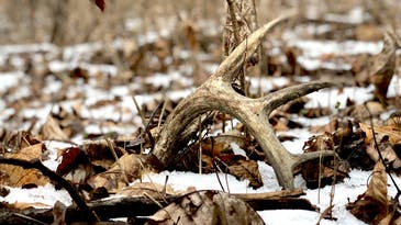 When Do Deer Shed Their Antlers? A Shed Hunter’s Guide