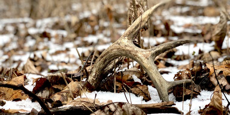 When Do Deer Shed Their Antlers? A Shed Hunter’s Guide