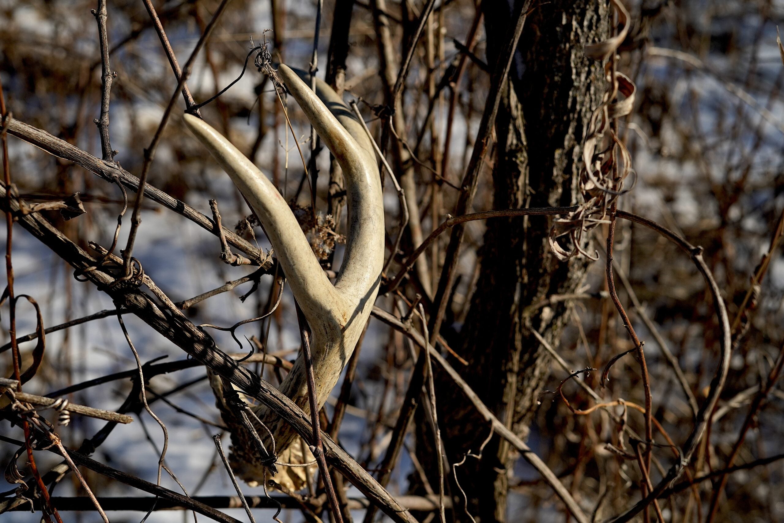 photo of shed antler tangled in a bush