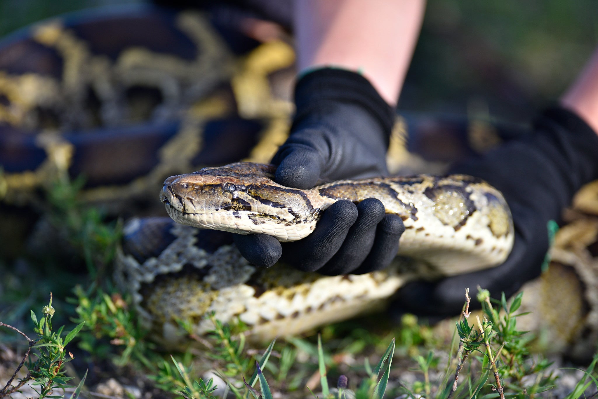 une personne tient la tête d'un serpent pendant la chasse au python en Floride