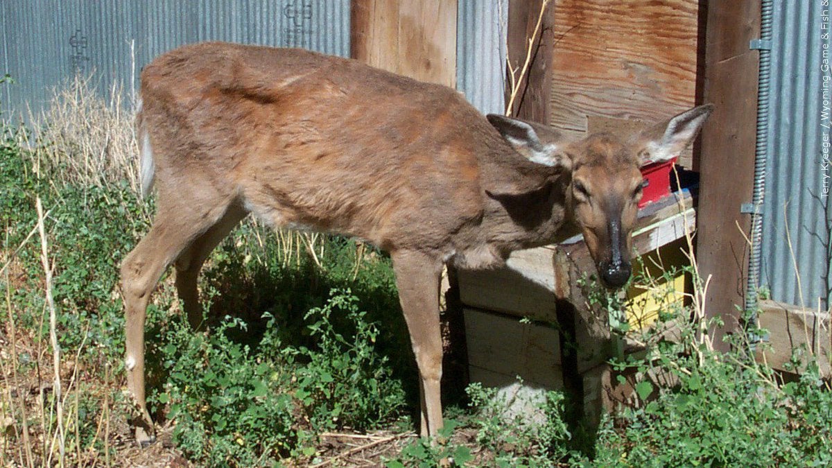 a deer with chronic wasting disease