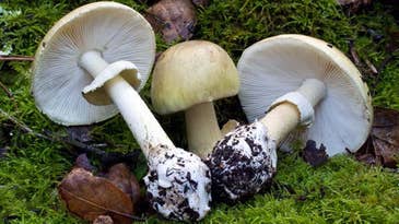 The World’s Deadliest Mushroom Has Adapted to Invade the U.S.