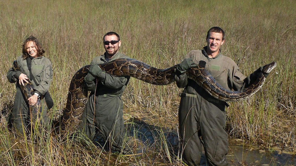 How to Catch Pythons in Florida?