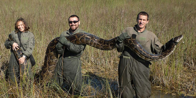 Hunting Pythons in Florida: How to Get in on the Fun