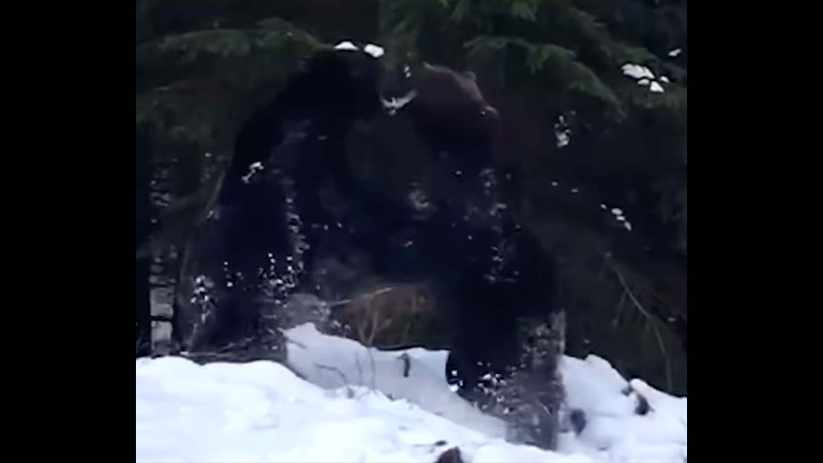 brown bears fight