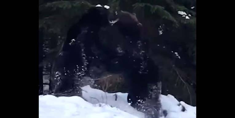 Watch Two Massive Brown Bears Face Off