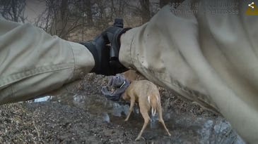 Watch 6 Times Locked-Up Bucks Were Freed By a Bullet