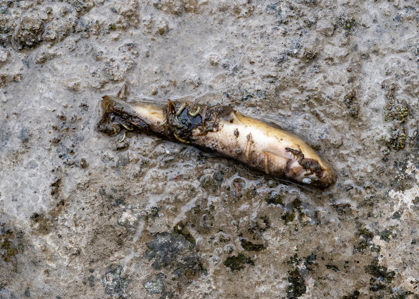 dead fish east palestin
