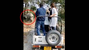 Watch Two Rhinos Charge a Safari Jeep, Causing a Serious Rollover Crash