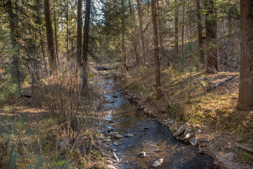 mineral creek runs through forest