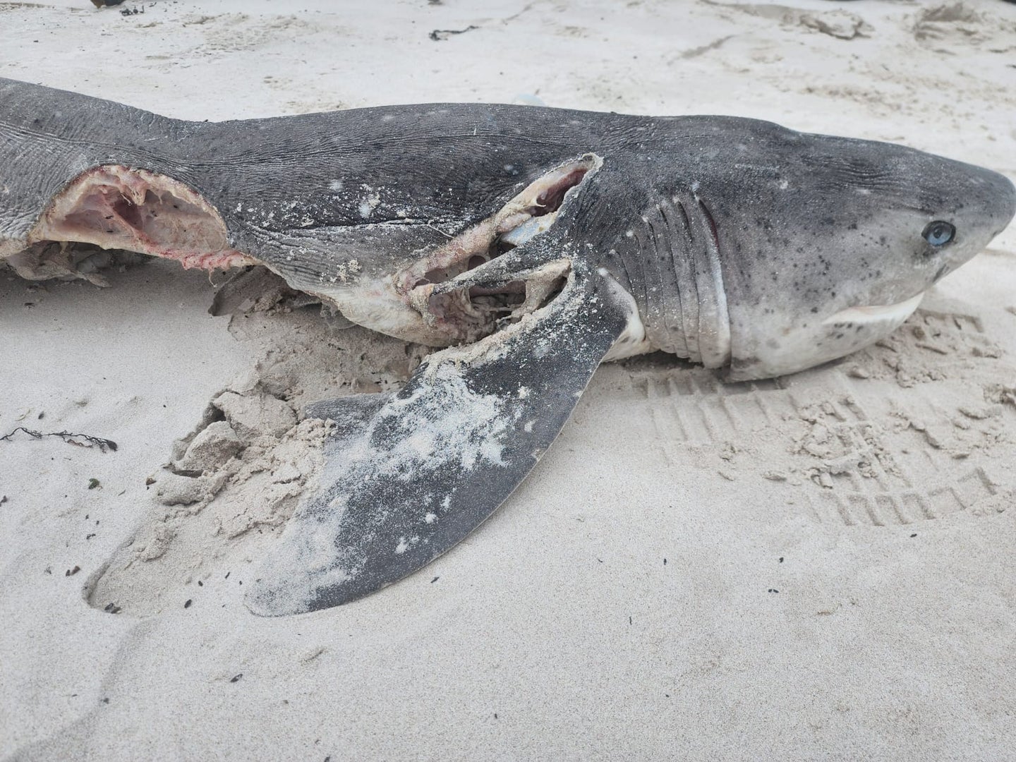 dead shark with liver ripped out