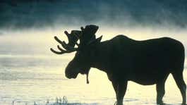 bull moose stands in water