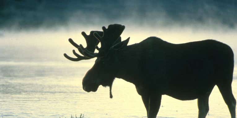 Vermont to Bump Number of Moose Tags to Fight Winter Ticks