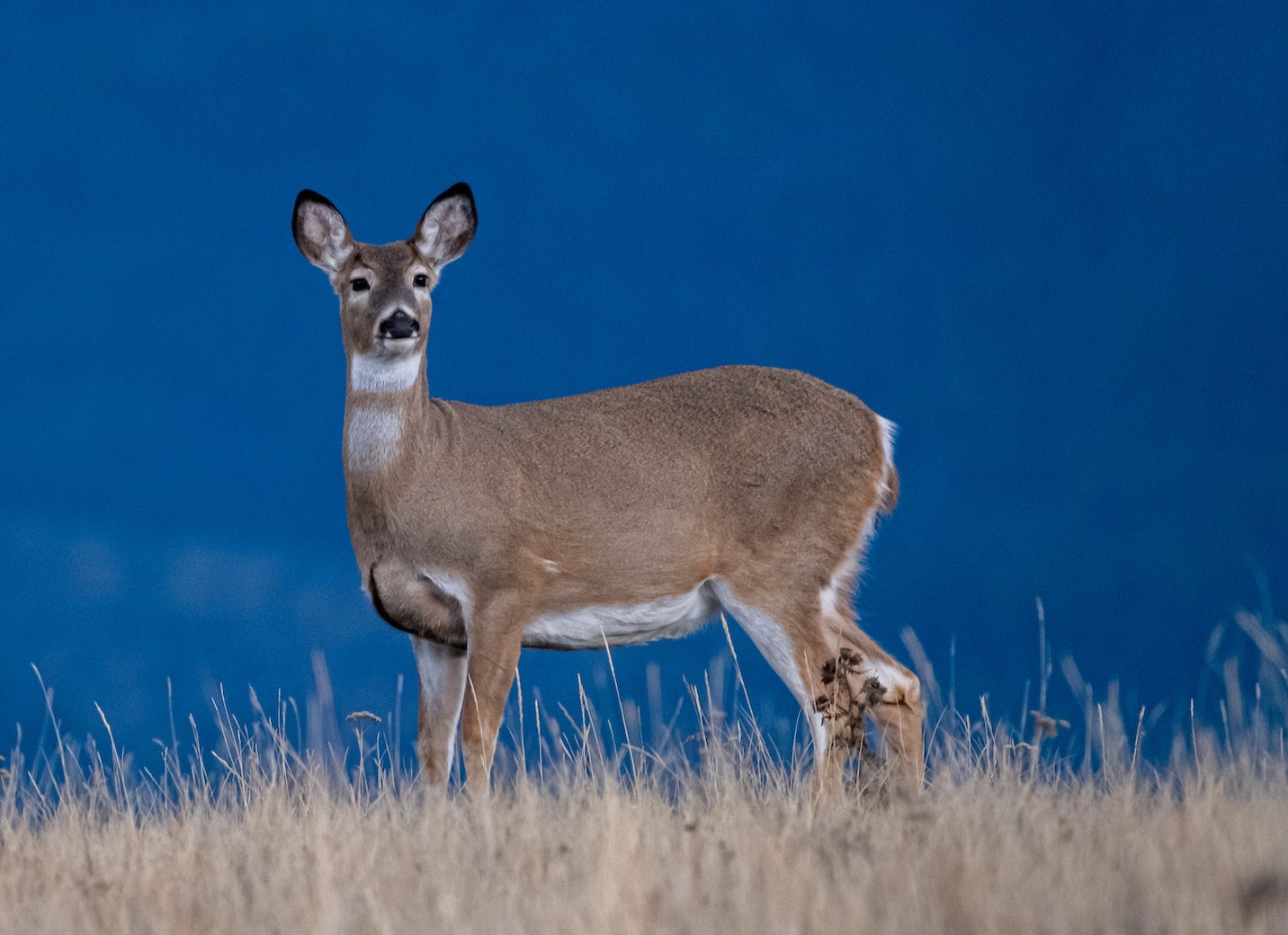photo of a big whtietail doe