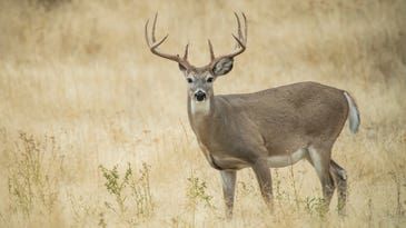 How Long Do Deer Live?