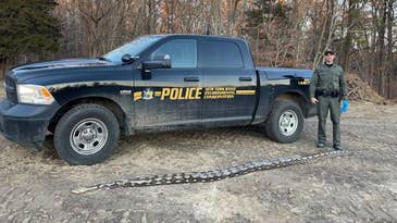14-Foot Reticulated Python Found on the Side of the Road on Long Island
