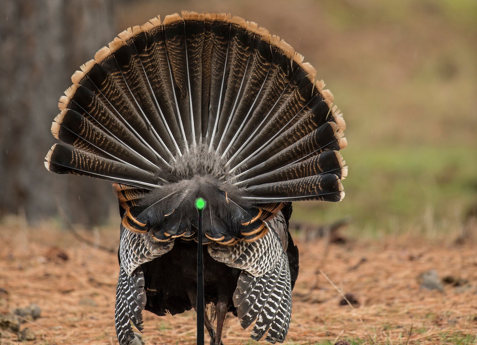 photo of where to shoot a turkey with a bow