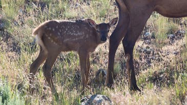 Game Warden Kills Multiple Pet Dogs That Attacked Elk Calves in Idaho