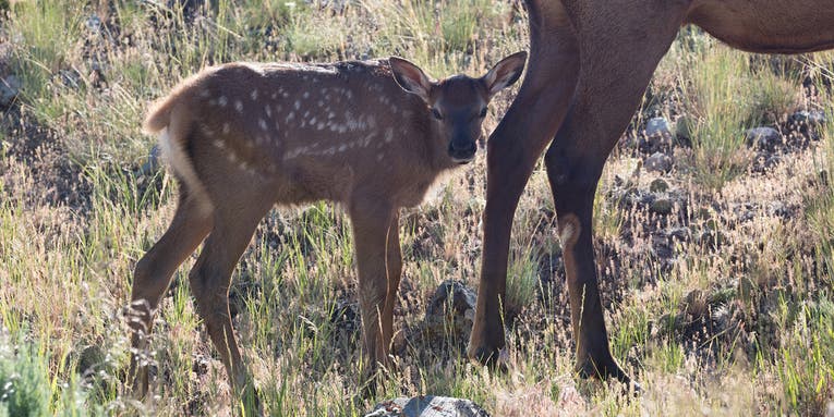 Game Warden Kills Multiple Pet Dogs That Attacked Elk Calves in Idaho