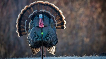 Where to Shoot a Turkey With a Bow