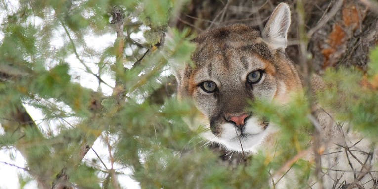 Utah Bill Could Open Unlimited, Year-Round Mountain Lion Hunting—To the Dismay of Some Hunters