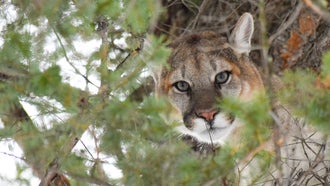 Utah Bill Could Open Unlimited, Year-Round Mountain Lion Hunting—To the Dismay of Some Hunters