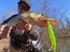 photo of angler pickerel fishing