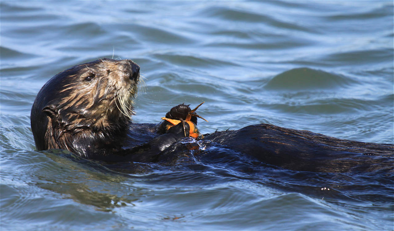 sea otter eats crab