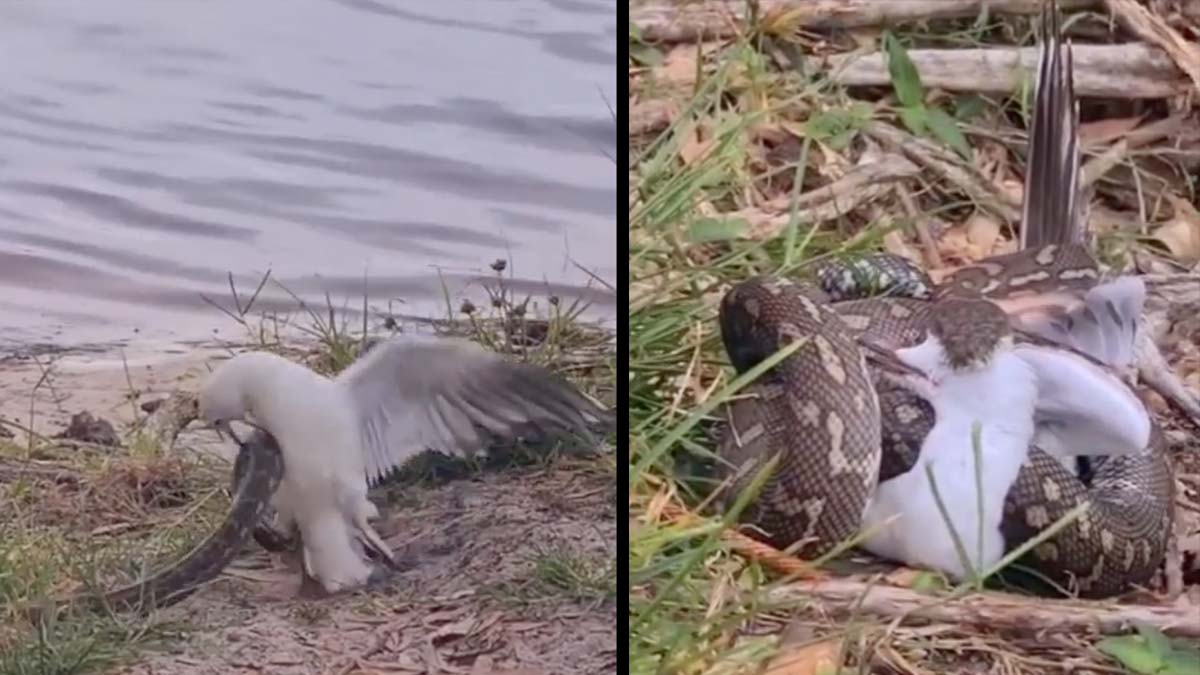 snake bites seagull then constricts it
