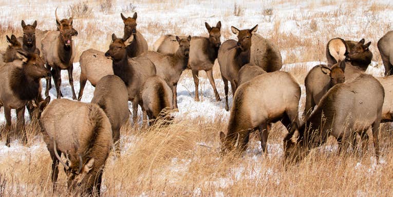 Semi-Truck Crashes Into and Kills 17 Elk in Idaho