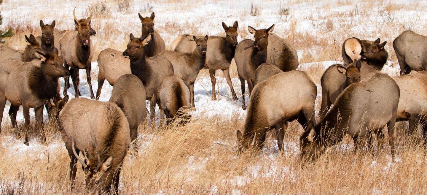 elk herd feeds in the winter