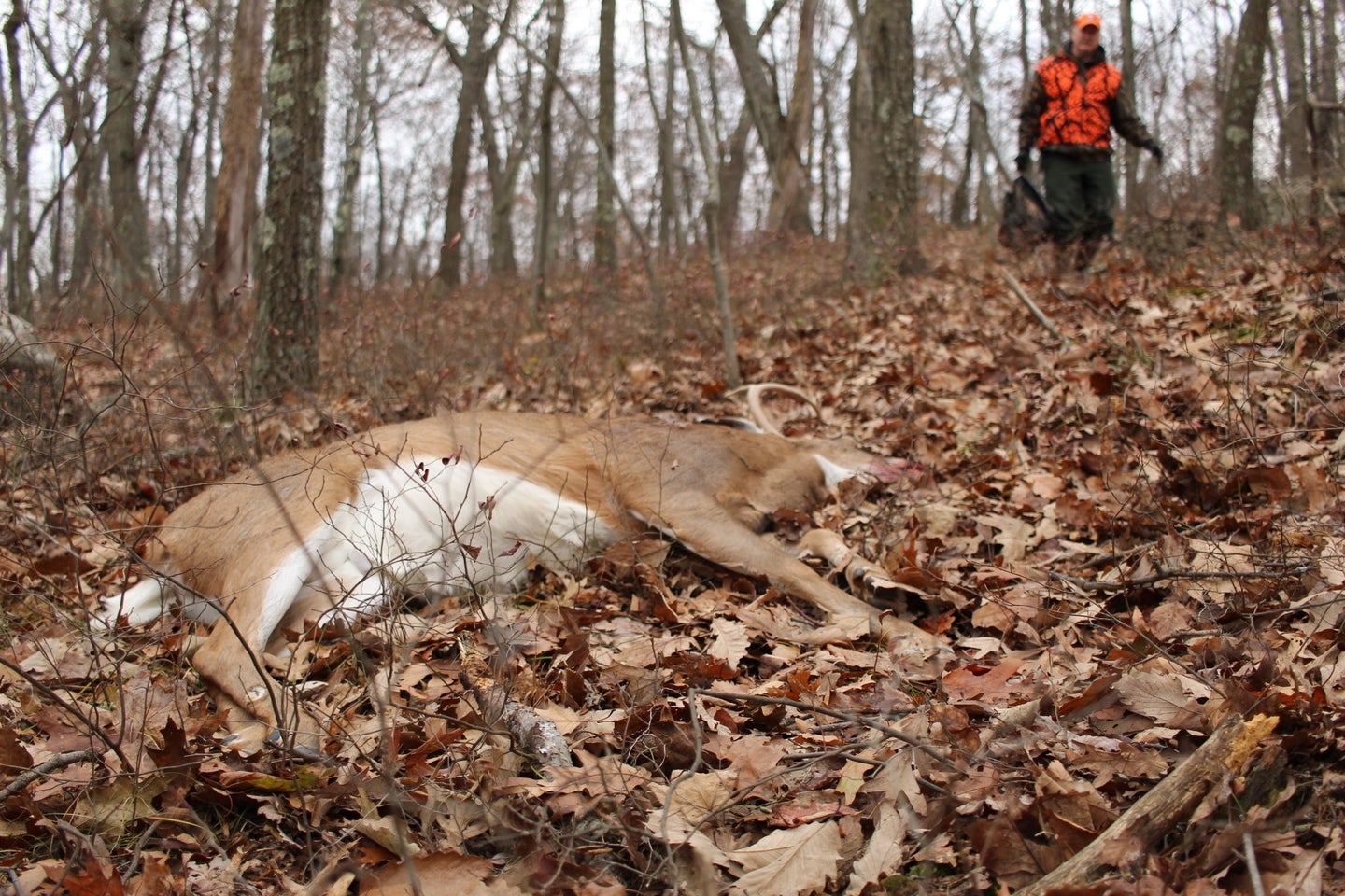 hunter walking up to whitetail deer